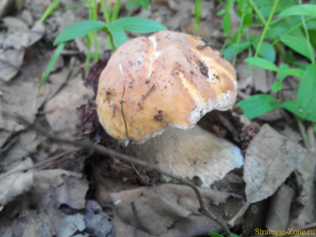 Белый гриб
Дальневосточные грибы
