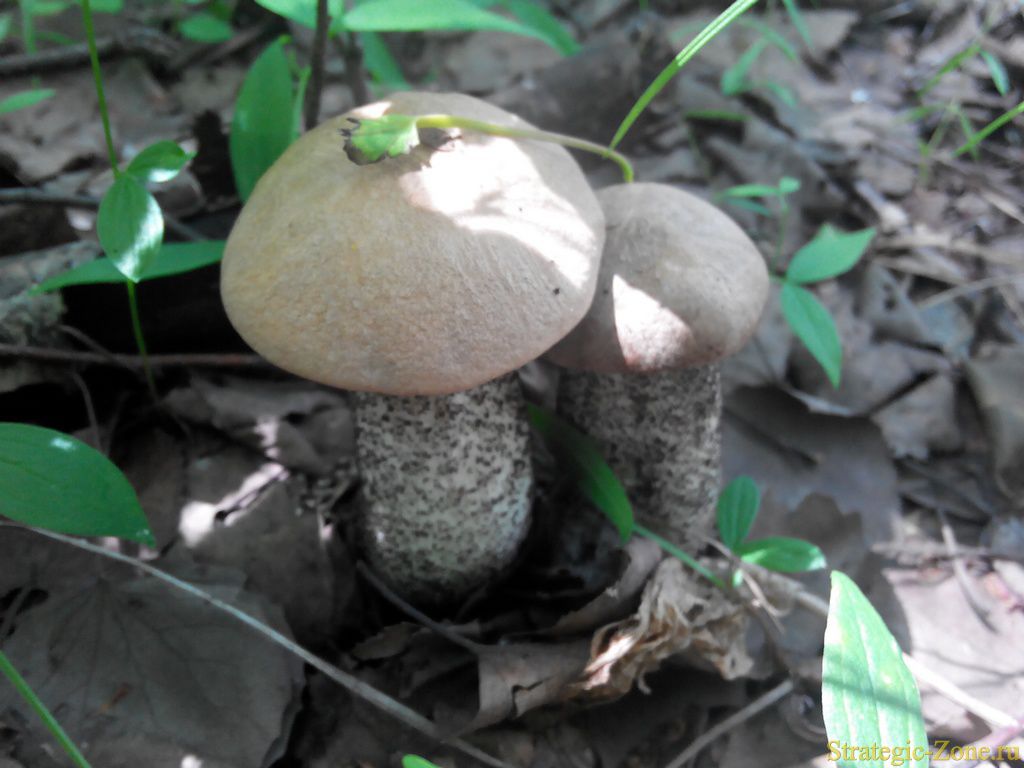 Подосиновик
Дальневосточные грибы
