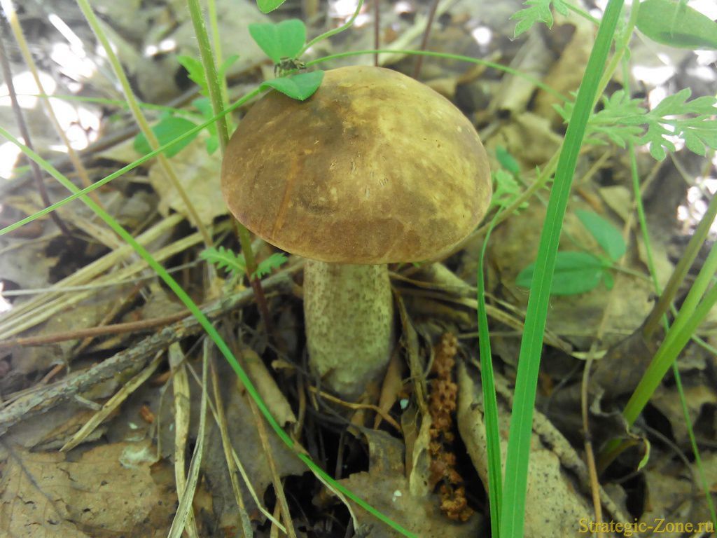 Подберёзовик
Дальневосточные грибы
