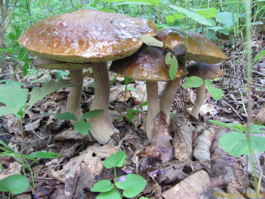 Дальневосточные грибы
Дальневосточные грибы
