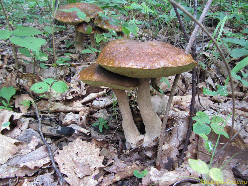 Дальневосточные грибы
Дальневосточные грибы
