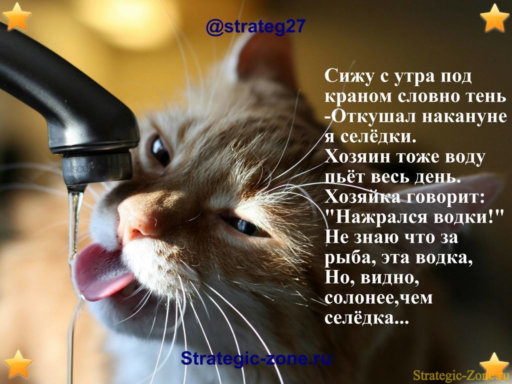 Анекдоты в картинках для strategic-zone.ru
