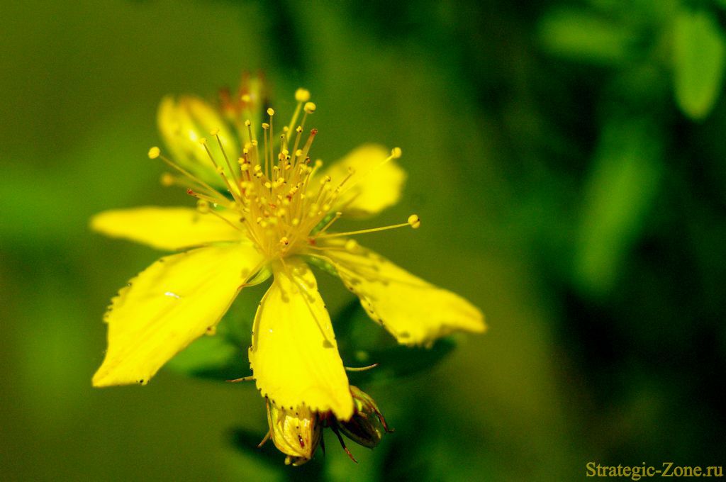 Зверобой продырявленный-цветок
Фото для сайта http://strategic-zone.ru
