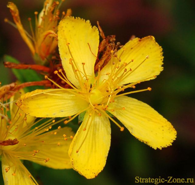 зверобой оттянутый - цветок
Фото для сайта http://strategic-zone.ru
